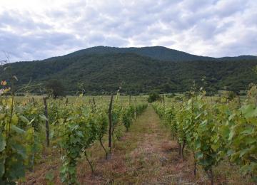 Zurab Kviriashvili Vineyards 